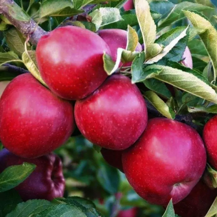 măr florina adrianapomi.com
