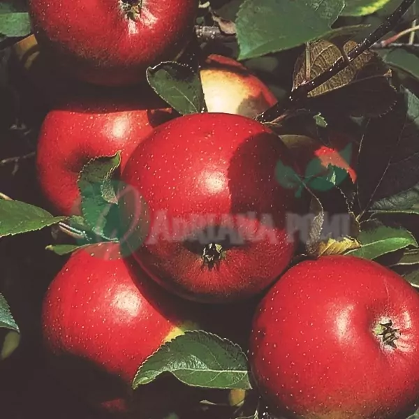măr freedom - pomiadriana.com