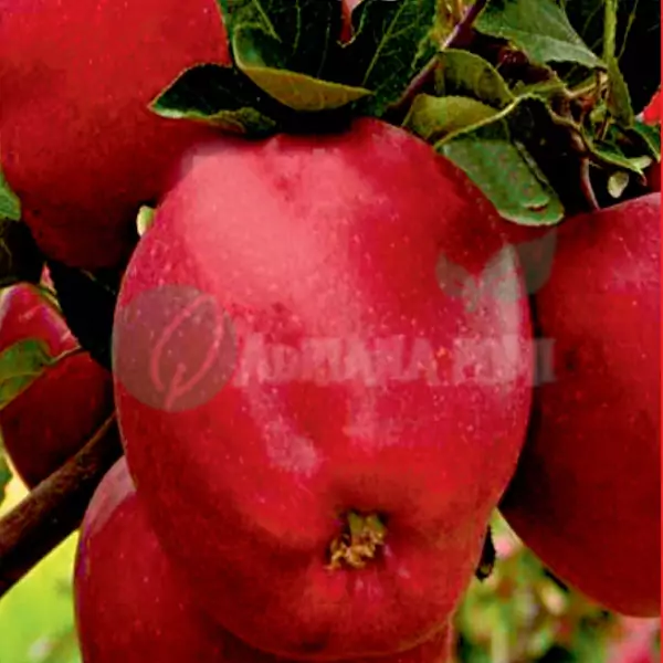 Măr Redix (bot de iepure roșu inchis)