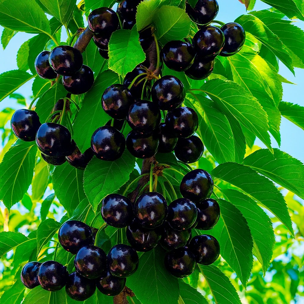 Cireș Amar Negru de Dorobanți